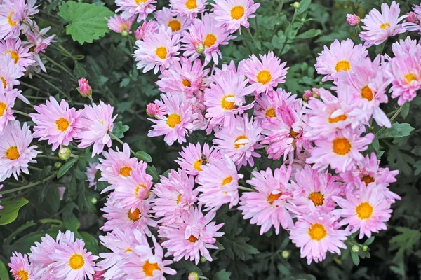 Nature Pink chrysanthemums — Stock Photo, Image