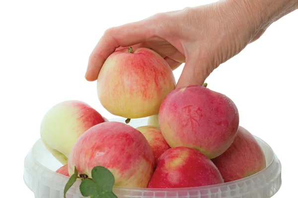 Рука с яблоками — стоковое фото