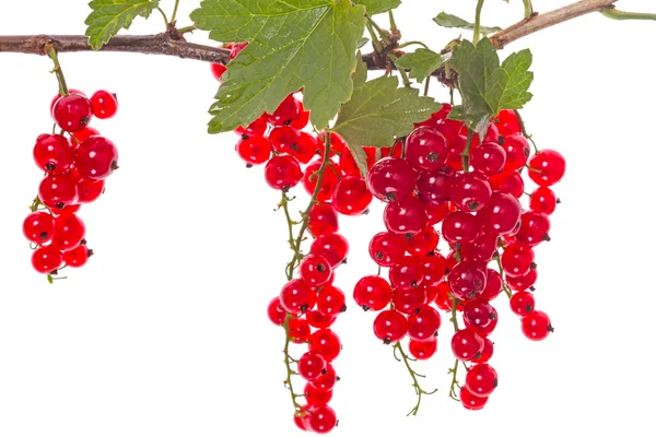 Gren med röda vinbär på en vit — Stockfoto