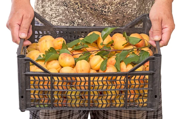 Scatola con albicocche nelle mani di — Foto Stock