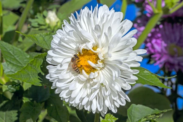 Abeja en aster blanco —  Fotos de Stock