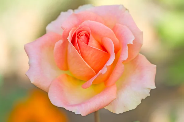 Pale pink rose outdoors — Stock Photo, Image