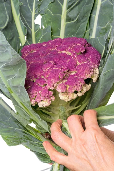 Hojas de coliflor púrpura —  Fotos de Stock