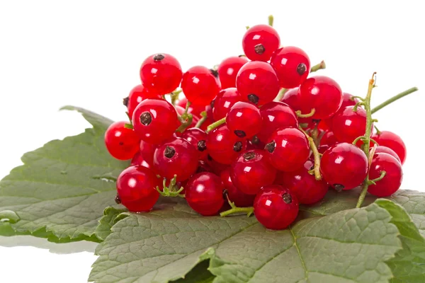 Rote Johannisbeere auf einem grünen Blatt — Stockfoto