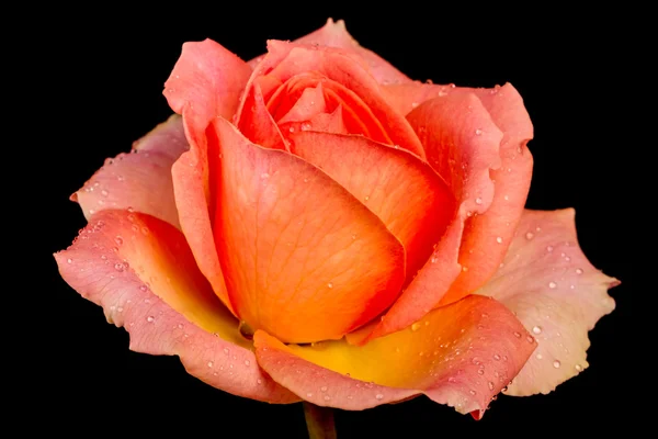 Rosa vermelha com gotas em preto — Fotografia de Stock