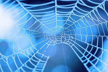 Dewdrops ile örümcek ağı