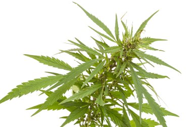 Kenevir bitki greeen