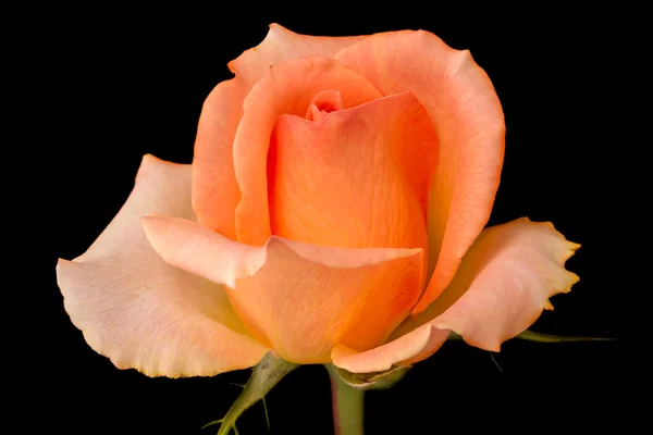 Rosa naranja en negro —  Fotos de Stock