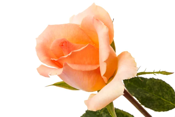 Oranje roos op witte achtergrond — Stockfoto