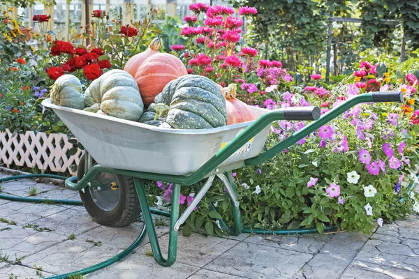 Гарбузи в саду інвалідні візки — стокове фото