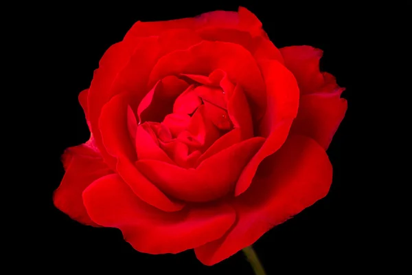 Rosa roja sobre negro —  Fotos de Stock