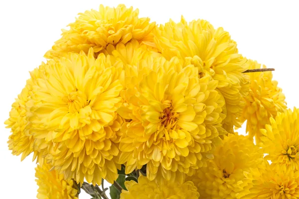 Букет з жовтих хризантем — стокове фото