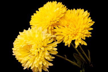 Yellow chrysanthemums on a black clipart