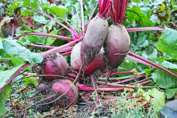 Rote Rüben aus dem Beet erbrechen — Stockfoto