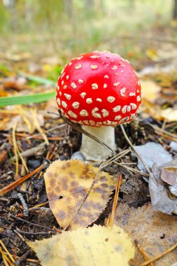 Amanita ormanda.