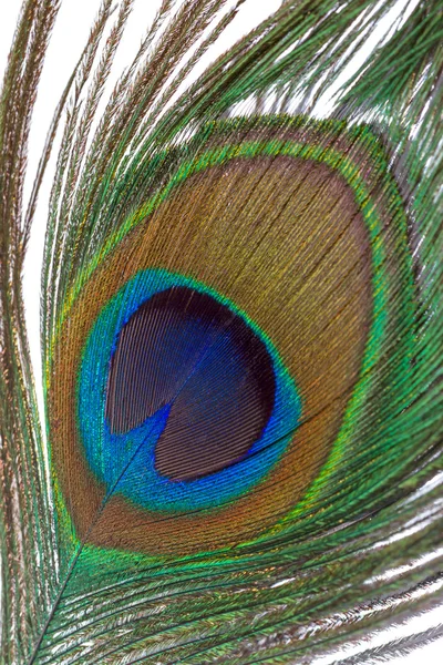 Peacock feather closeup — Stock Photo, Image