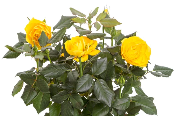 Buschgelbe Rosen — Stockfoto