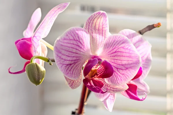Kwiaty Orchid na okna z okiennicami — Zdjęcie stockowe