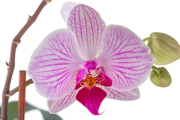 Orchid květy na bílém closeup — Stock fotografie