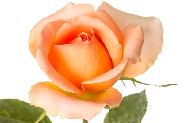 Beautiful orange rose on a white — Stock Photo, Image