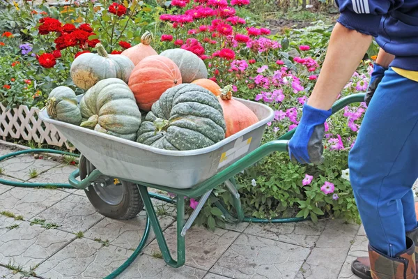 Kruiwagen met pompoenen en een vrouw — Stockfoto