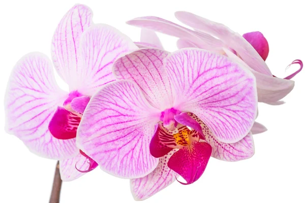 Красиві орхідеї на білому — стокове фото