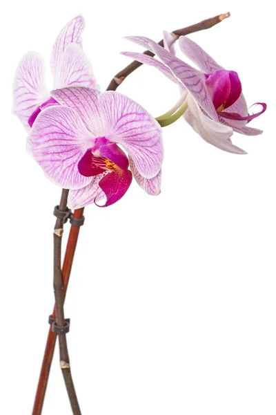 Orquídeas florescentes de ramos — Fotografia de Stock