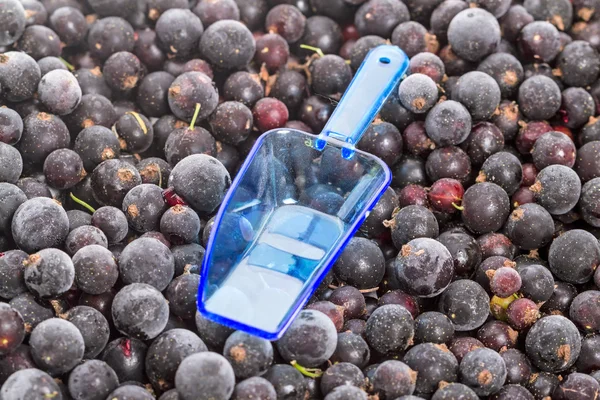 Berries frozen currants and blue scoop — Stock Photo, Image