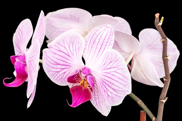 Ramo de orquídeas em um fundo preto — Fotografia de Stock