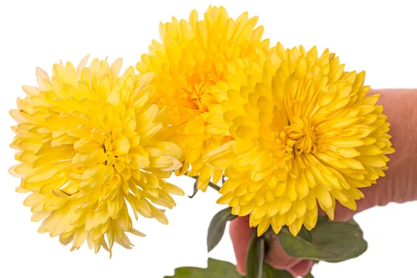 Жовті хризантеми в руці — стокове фото