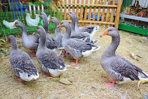 Domestic geese in a pen — Stock Photo, Image