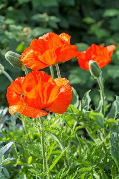 Bright scarlet poppies — Stock Photo, Image