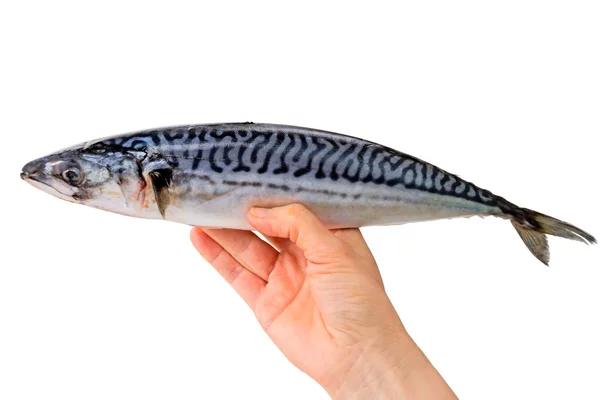 Carcass of mackerel in hand — Stock Photo, Image