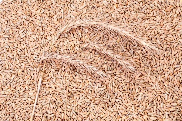 Grains of wheat and spikelets — Stock Photo, Image