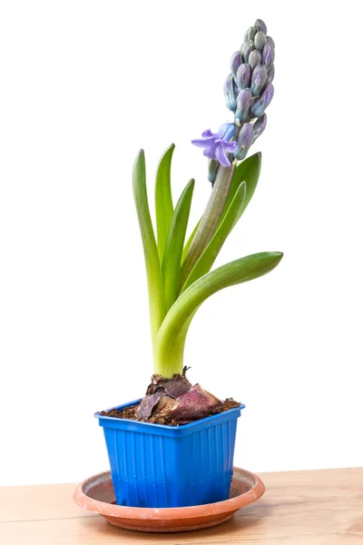 Цибулини гіацинту з квіткою — стокове фото