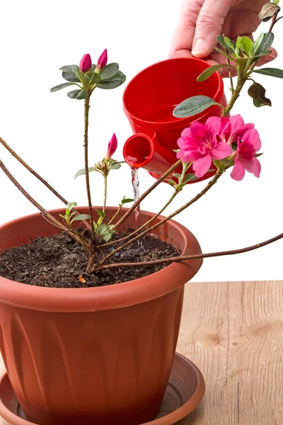 Ручний полив розсади рододендрон — стокове фото