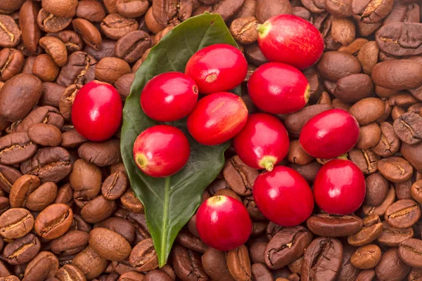 Bacche rosse e chicchi di caffè tostati — Foto Stock