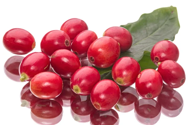 Beyaz üzerine kırmızı kahve meyveleri — Stok fotoğraf