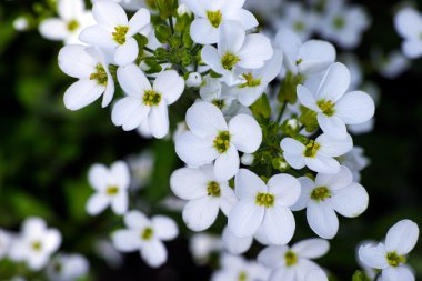 Beyaz unutma çiçekler