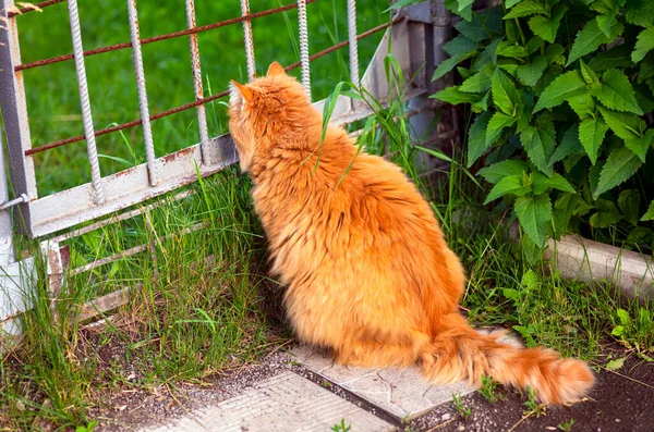 Імбирний Кіт Сидить Відкритому Повітрі Дивиться Через Ворота Літній Час — стокове фото