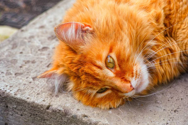 Ingwerkatze Legt Sich Vor Die Tür Nahaufnahme — Stockfoto