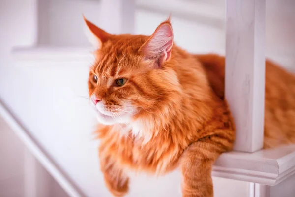 Ginger Maine Coon Katze Liegt Auf Weißen Treppen Innenräumen — Stockfoto