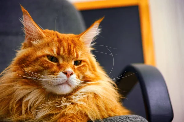 Рыжая Кошка Мэн Кун Сером Стуле Крупный План — стоковое фото