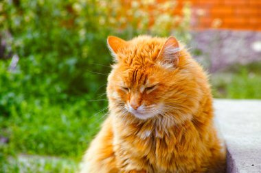 Kızıl kedi dışarıda oturuyordu. Yaz zamanı..