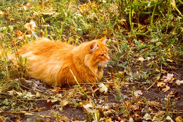 Gato Gengibre Caçar Livre Hora Outono — Fotografia de Stock