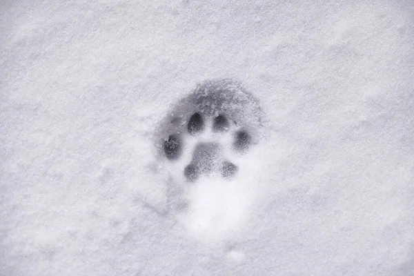 Katzenfußabdruck Schnee Nahaufnahme — Stockfoto