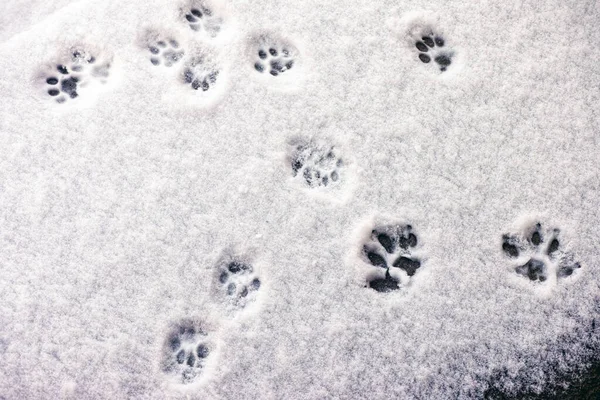 Monte Pegadas Gato Alguma Neve — Fotografia de Stock