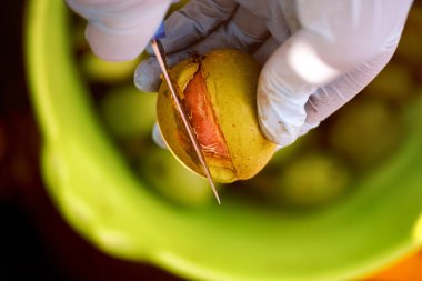 Bıçaklı insan elleri ceviz kabuğu kesiyor. Yakın plan.