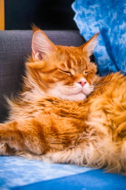 Ginger Maine Rakunu kedi kanepede uyuyor. 