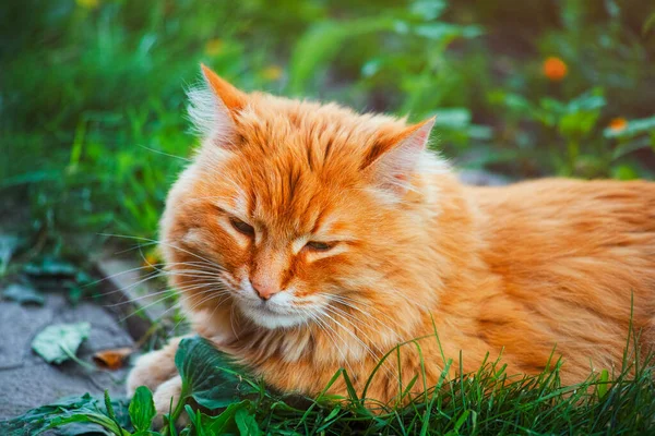Rudy Kot Leżący Trawie Zewnątrz — Zdjęcie stockowe